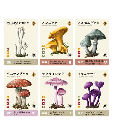 マイセリア