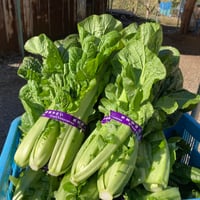 高菜【販売期間:1月下旬まで販売予定※関東限定※