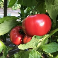 最旬完熟トマト【大箱】販売期間５月下旬〜６月中旬予定