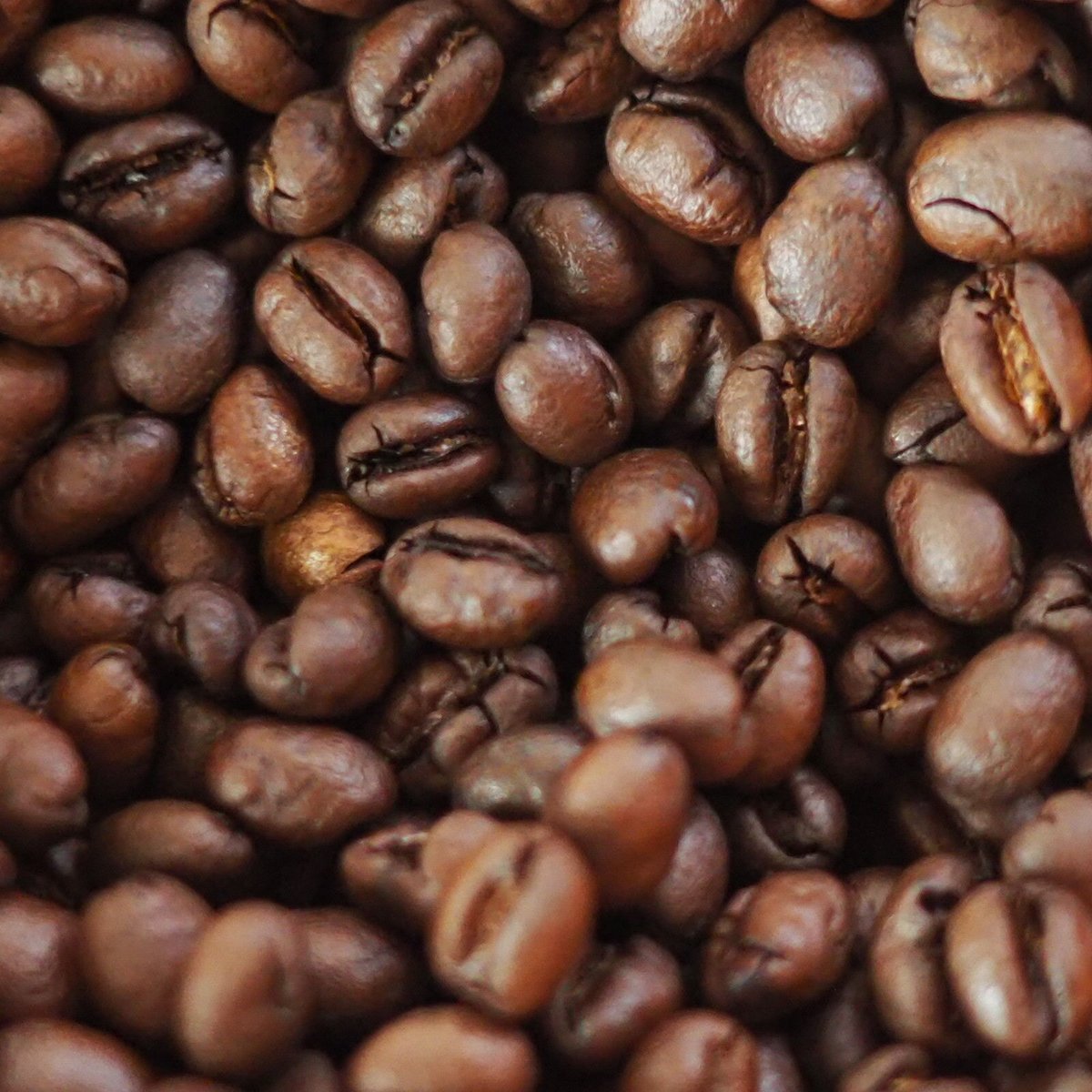 グアリロバ農園/イエローカトゥカイ/ピーベリー/アナエロビック