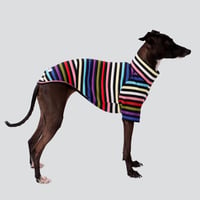 COLORFUL BORDER  SHORT SLEEVE