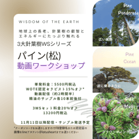【動画ワークショップ】パイン：3大針葉樹WS3回シリーズ