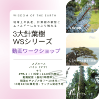 【動画ワークショップ】3大針葉樹WS3回シリーズ
