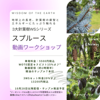 【動画ワークショップ】スプルース：3大針葉樹WS3回シリーズ