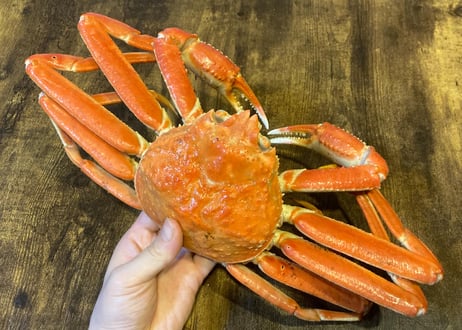【訳あり品】ボイル本ズワイガニ姿　1尾500g前後
