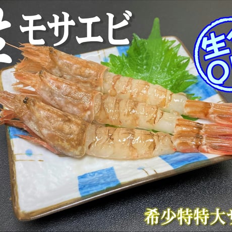 \入荷待ち/モサエビ (希少特特大)【生食用】 ※別名：がす海老