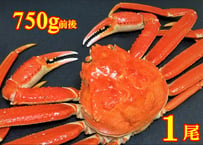 ボイル本ズワイガニ姿　1尾750g前後(特大サイズ)
