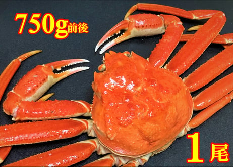 ボイル本ズワイガニ姿　1尾750g前後(特大サイズ)