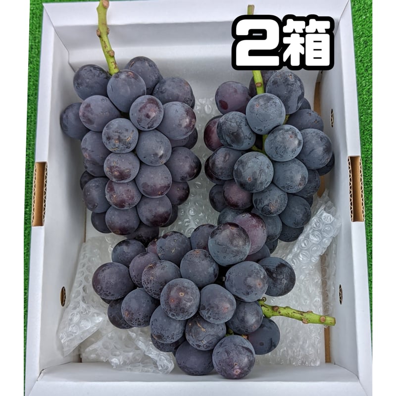 倉田農園 窪 高級ぶどう 2箱 ニューピオーネ 2kg箱(100箱限定) | OKAYAMA fruits station