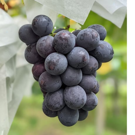 シャインマスカット＋巨峰またはピオーネ ３キロ ２箱