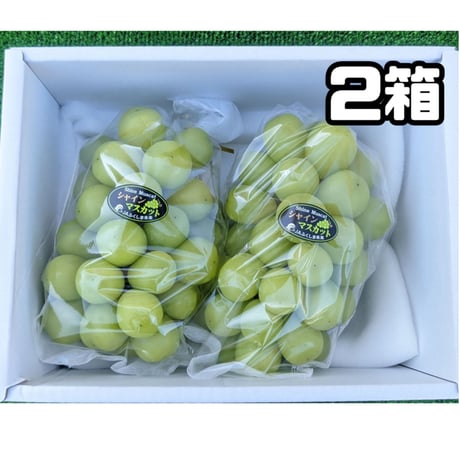 シャインマスカット 特選品 化粧箱入り ２箱