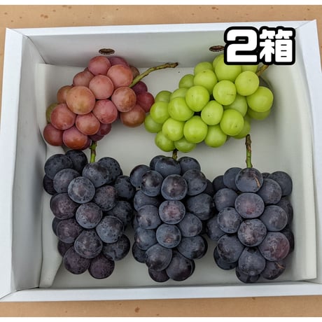 ３種ミックス ２箱 【数量限定】