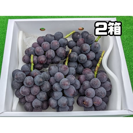 巨峰 3キロ 2箱 | 片平農園