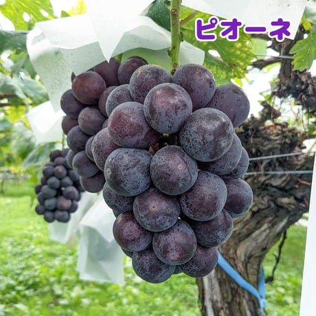 ３種ミックス 【数量限定】