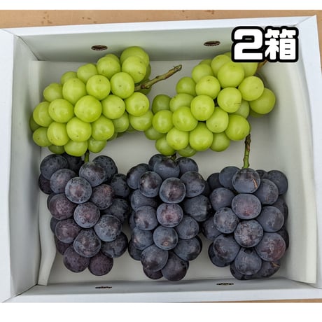 シャインマスカット＋巨峰またはピオーネ ３キロ ２箱