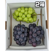 シャインマスカット＋巨峰またはピオーネ ２キロ ２箱