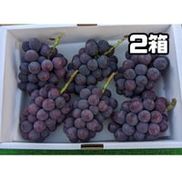 巨峰 ４キロ ２箱