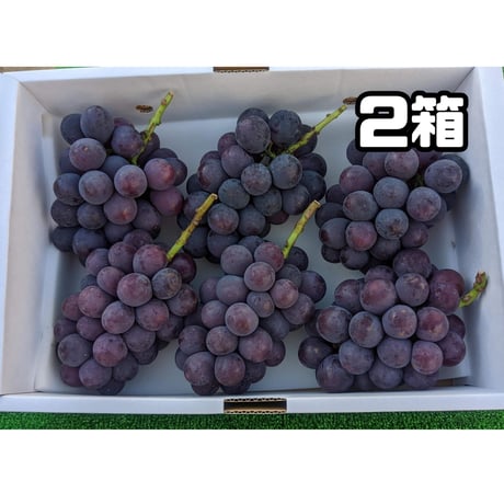 巨峰 ４キロ ２箱