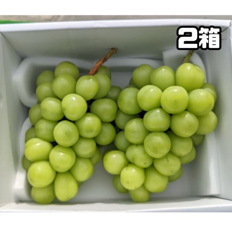 シャインマスカット 特選品 化粧箱入り ２箱