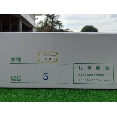 シャインマスカット＋巨峰またはピオーネ ３キロ