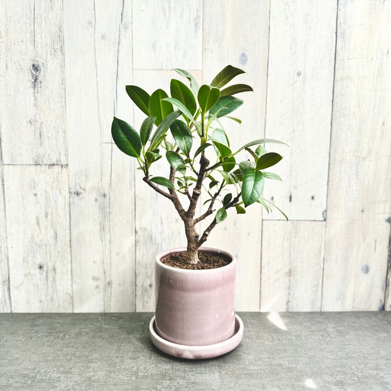 フィカス メラニー | 1pair