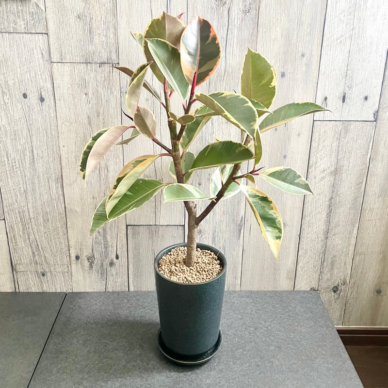 フィカス エラスティカ ティネケ | 1pair