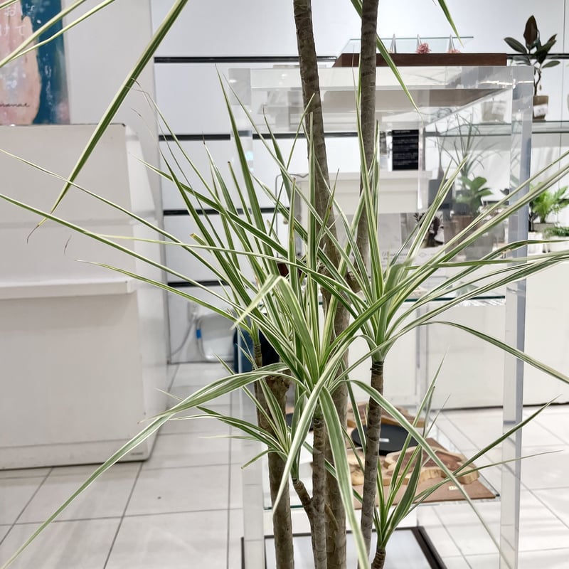 配送エリア限定】ドラセナ コンシンネ ホワイボリー | 1pair