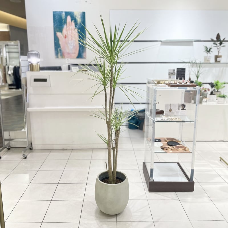 配送エリア限定】ドラセナ コンシンネ ホワイボリー | 1pair