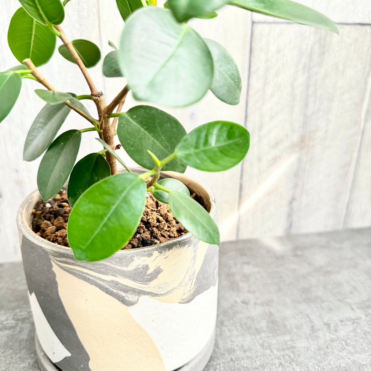 尖閣(センカク)ガジュマル | 1pair