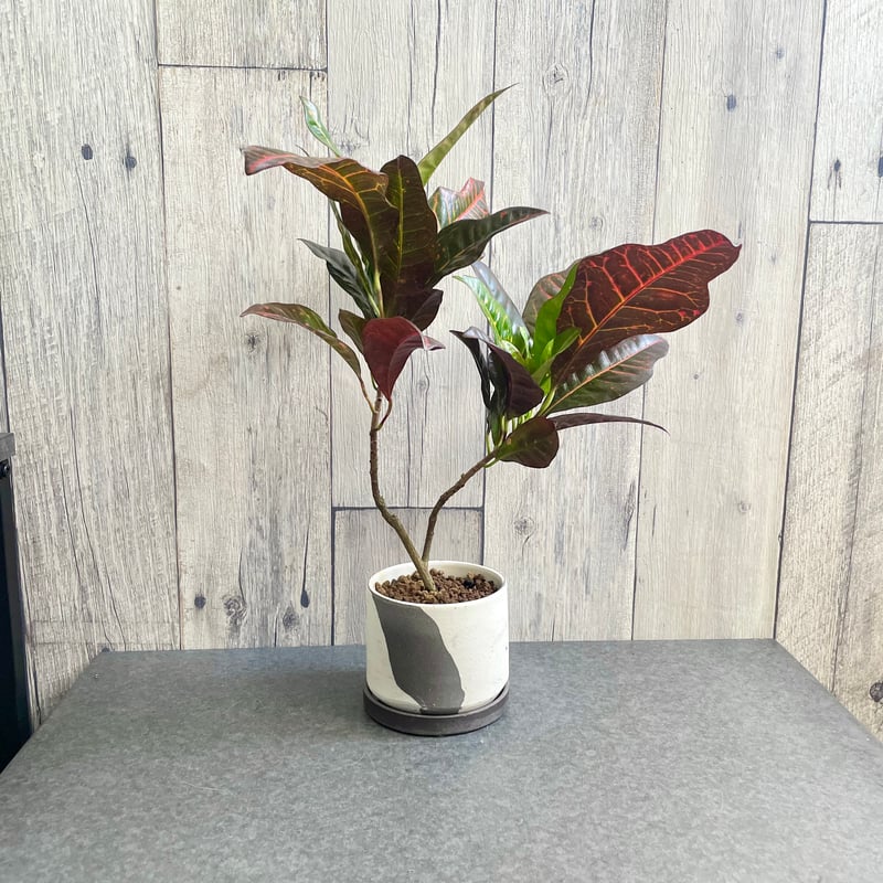 クロトン エクセレント | 1pair