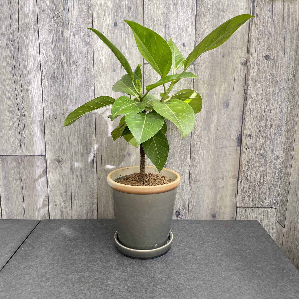 フィカス・ウェルディマンアーナ ♻️リユース観葉植物