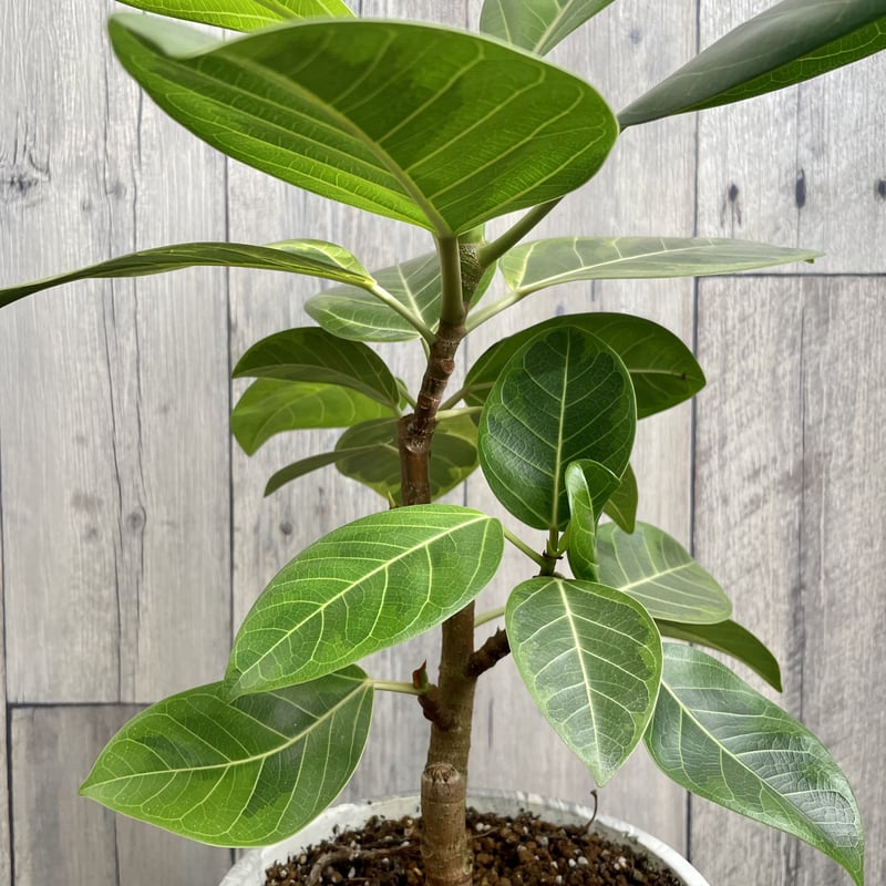 フィカス ウィルデマニアーナ アルテシマ | 1pair