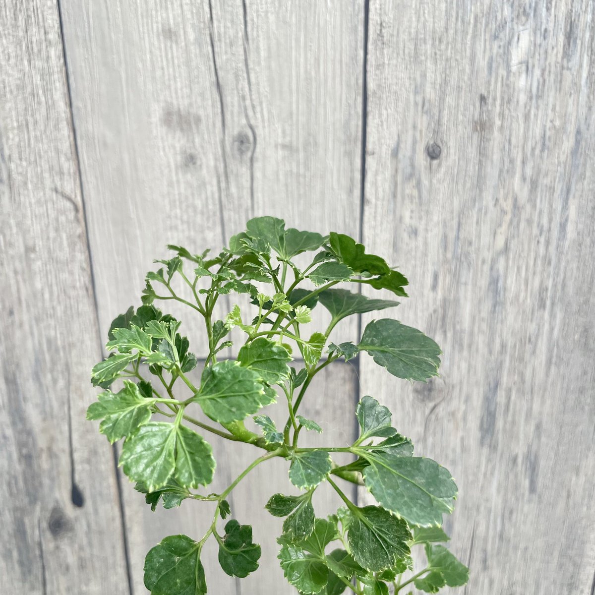 ポリシャス バタフライ | 1pair