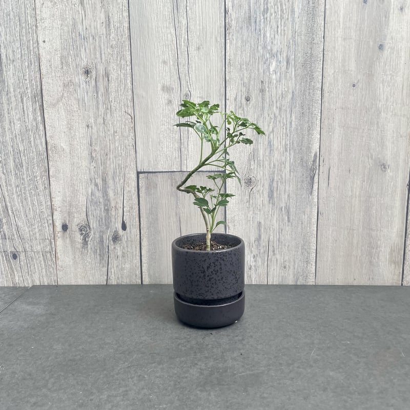 ポリシャス バタフライ | 1pair