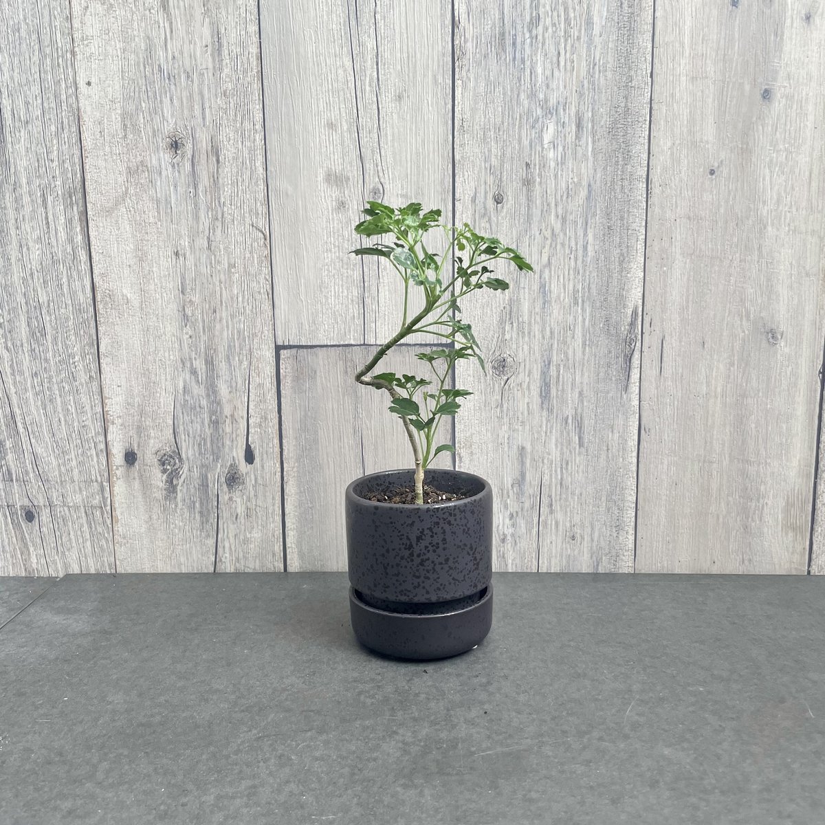 ポリシャス バタフライ | 1pair