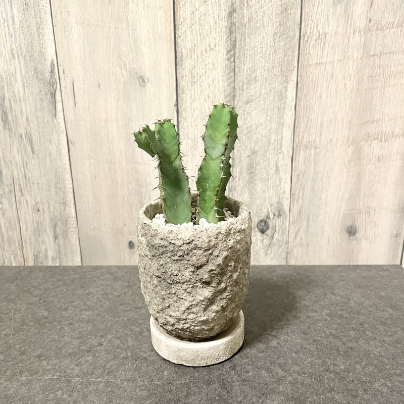 MCR限定】ユーフォルビア 大鳳角 | 1pair