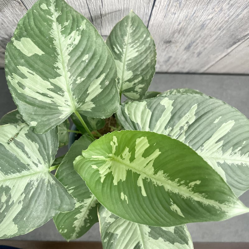 スキスマトグロッティス スコルテクニー | 1pair