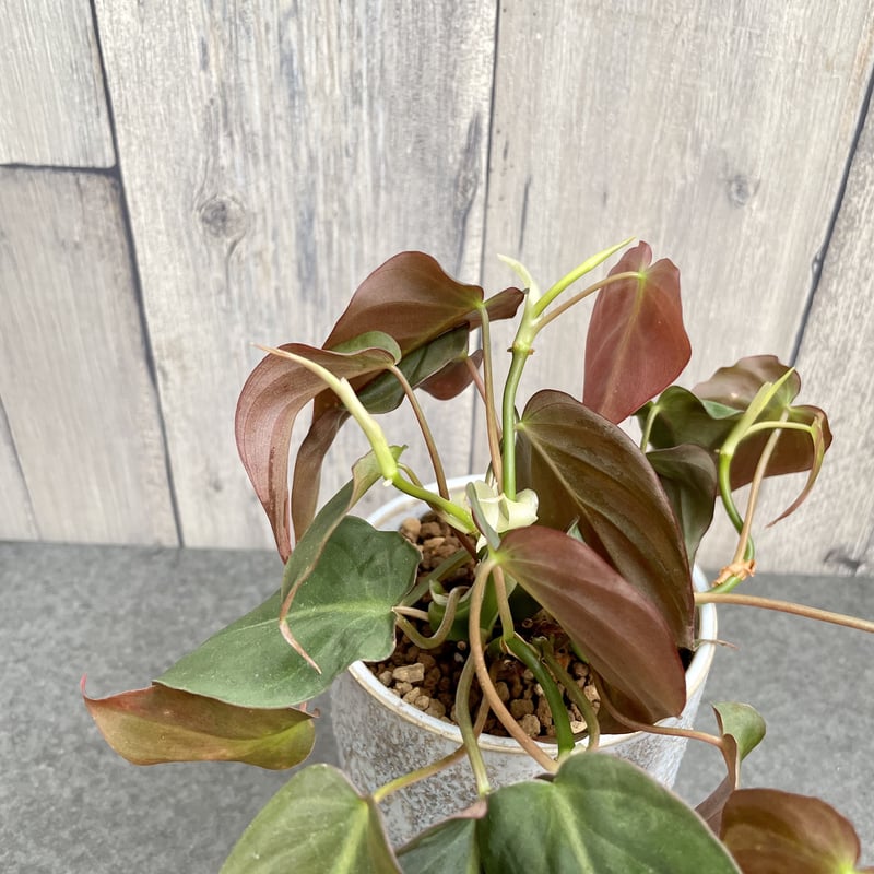 フィロデンドロン ビロードカズラ スタン | 1pair