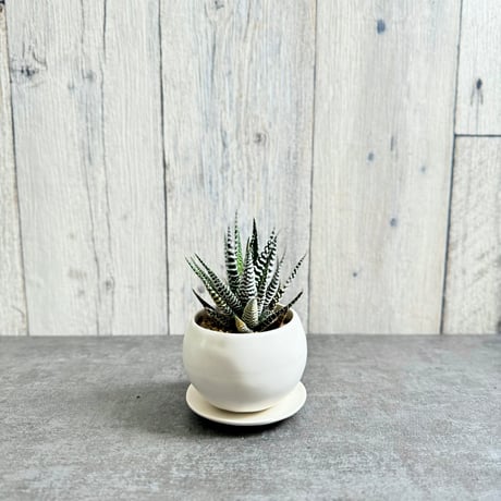 STORES ハオルチアの検索結果