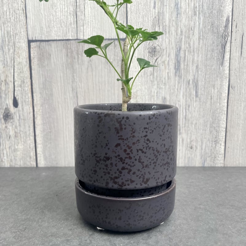 ☆ ポリシャス バタフライ♪ 10号size 122cm♪ ポリシャス・バタフライ | trigger