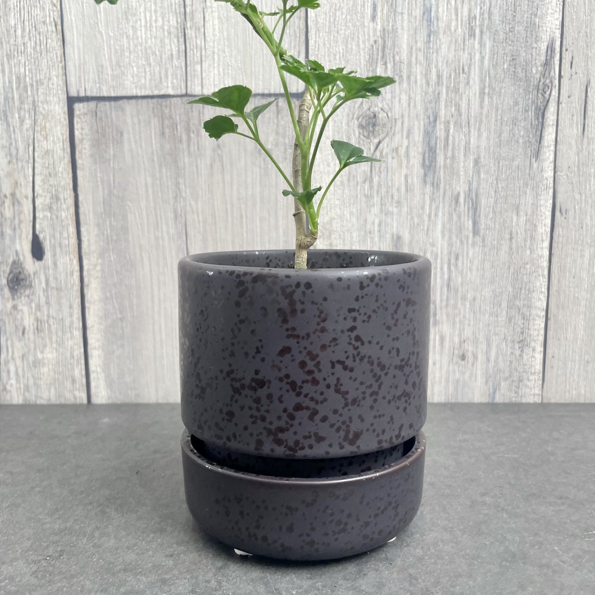 ポリシャス バタフライ | 1pair