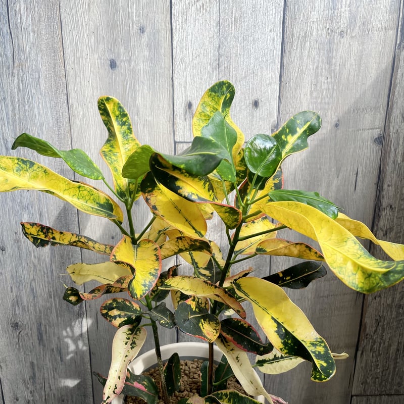 クロトン キセラン 飛び葉 | 1pair