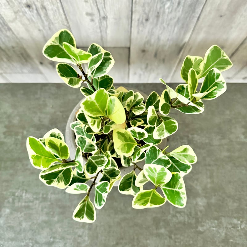 希少　ハートの葉　フィカス　1m 90cm フィカス ウンベラータ♪ハートの葉♪観葉植物♪ アートフラワー bloom