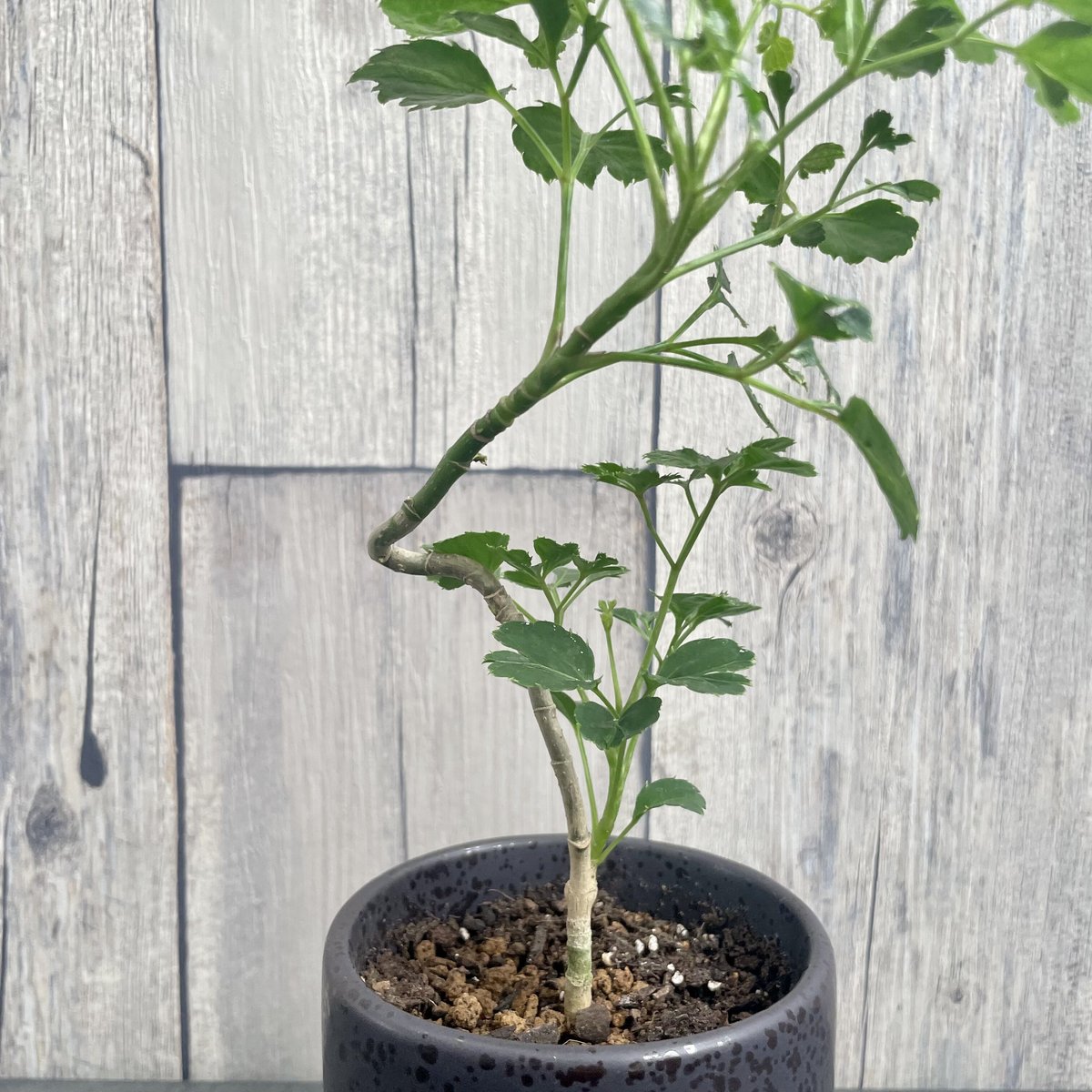 ポリシャス バタフライ | 1pair