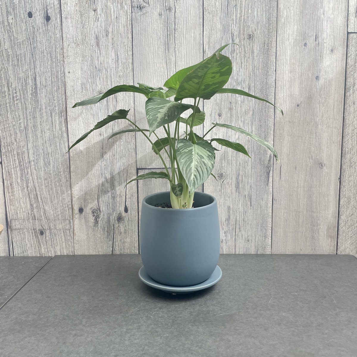 スキスマトグロッティス スコルテクニー | 1pair