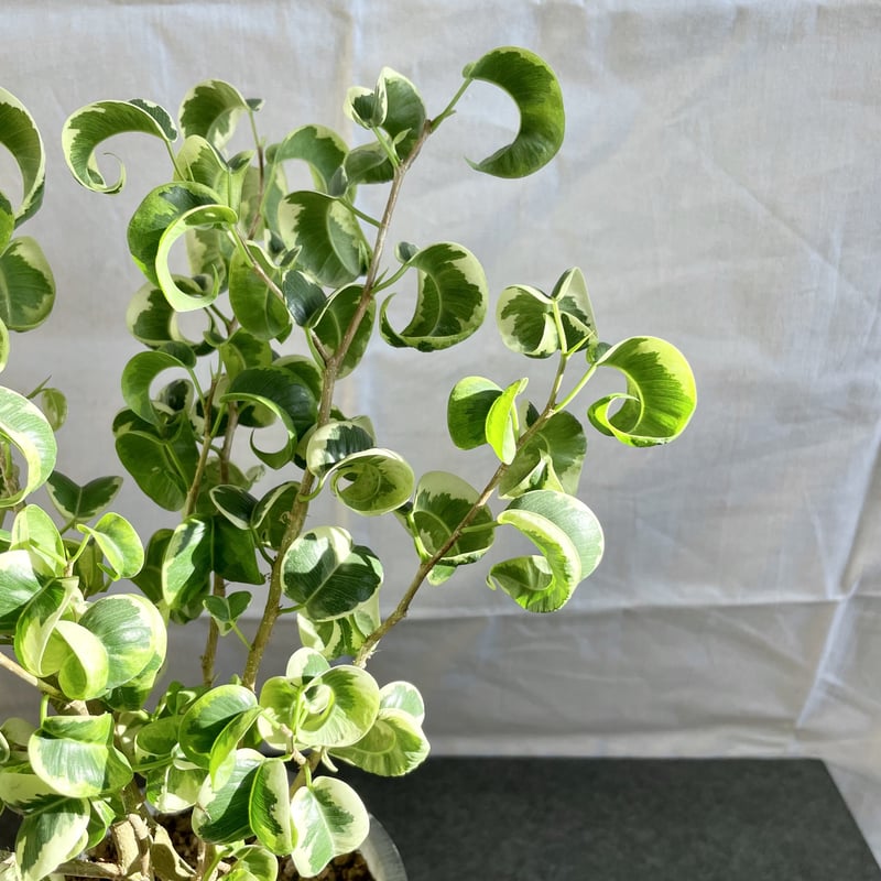 フィカス ベンジャミン シタシオン | 1pair