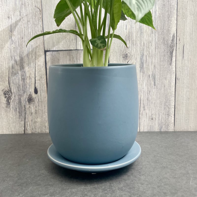 スキスマトグロッティス スコルテクニー | 1pair