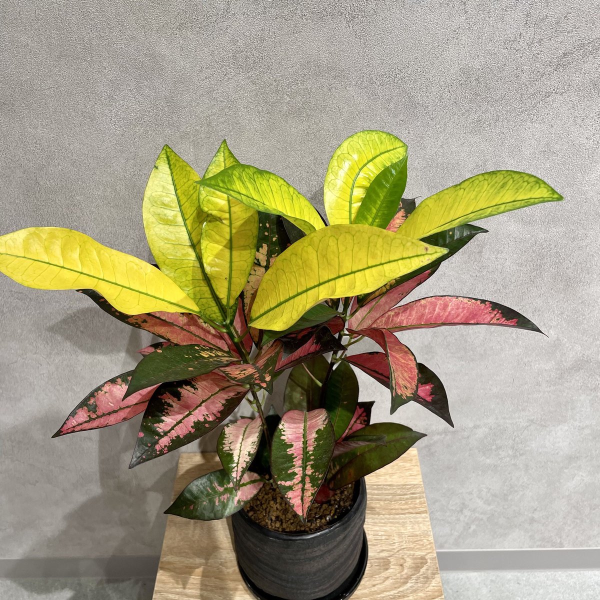 クロトン アケボノ | 1pair