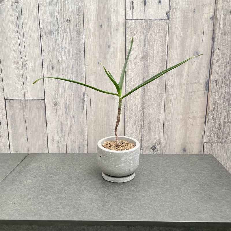 アロエ ストリアツラ | 1pair