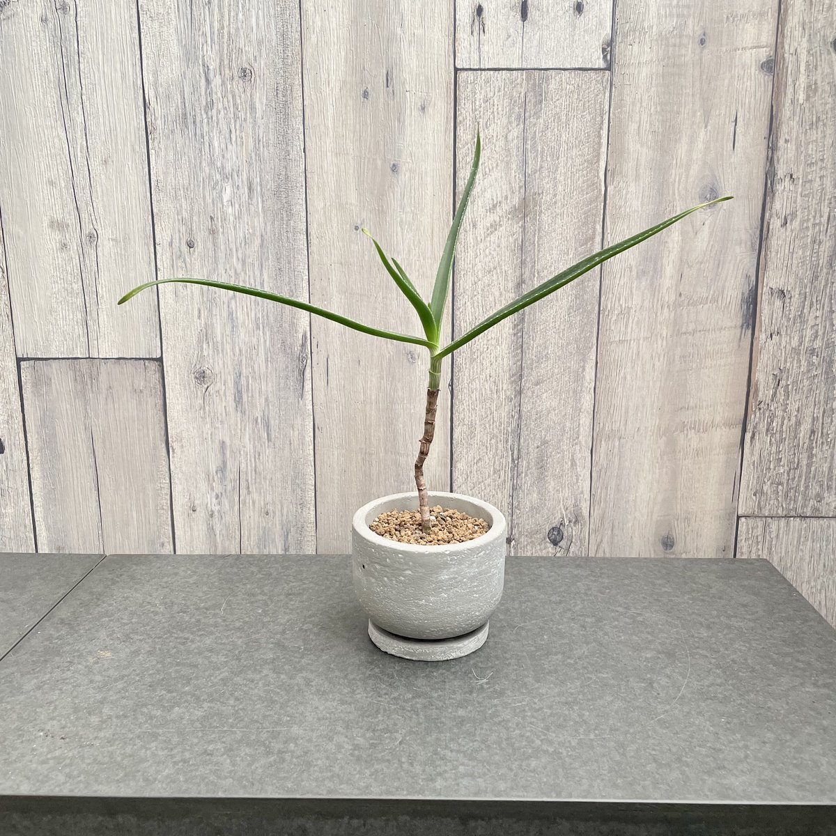 アロエ　ストリアツラ　極太 アロエ ストリアツラ | 1pair